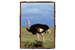 Strutul african cea mai mare pasare din lume